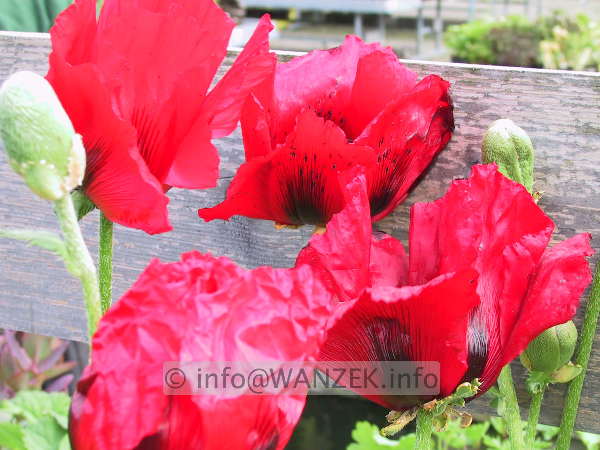 Papaver orientale Beauty Of Livermere 02.JPG